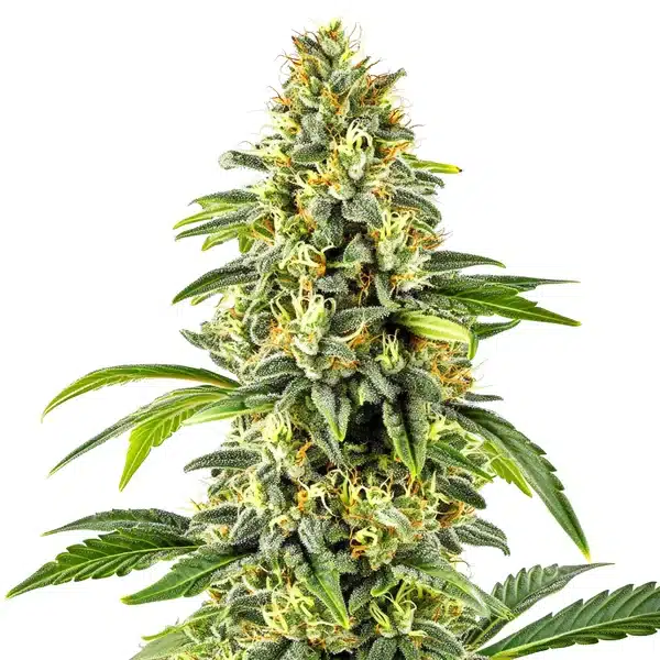 Critical x Cheese Candy Regular