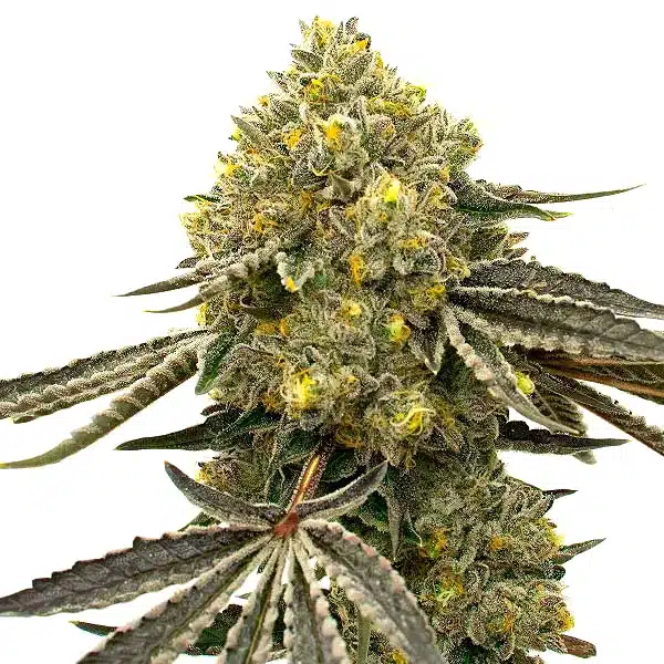 Critical Fast Bud Auto
