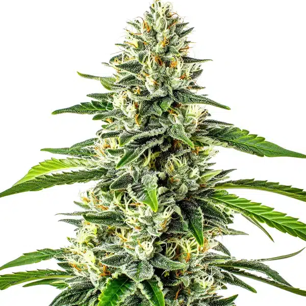 Critical x No Name Auto