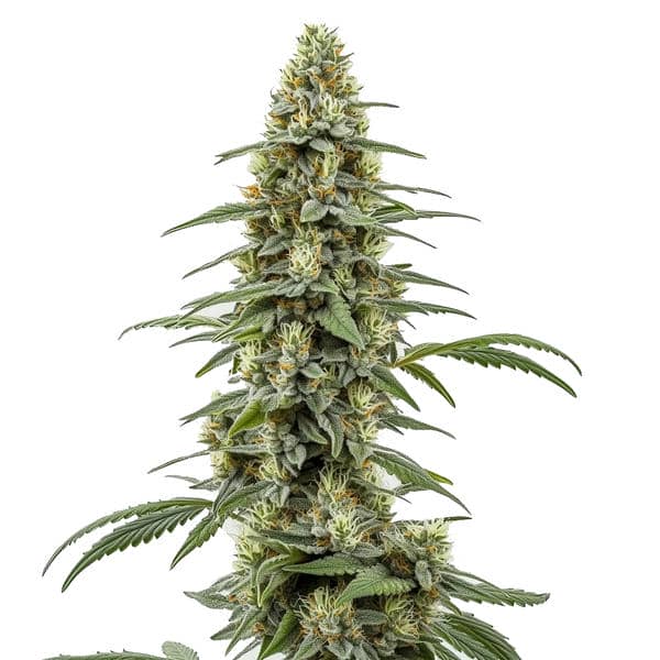 Critical x Northern Light Auto