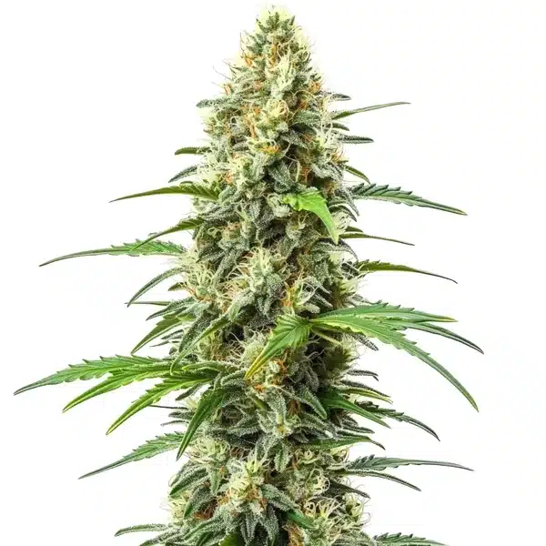 Critical x Somango