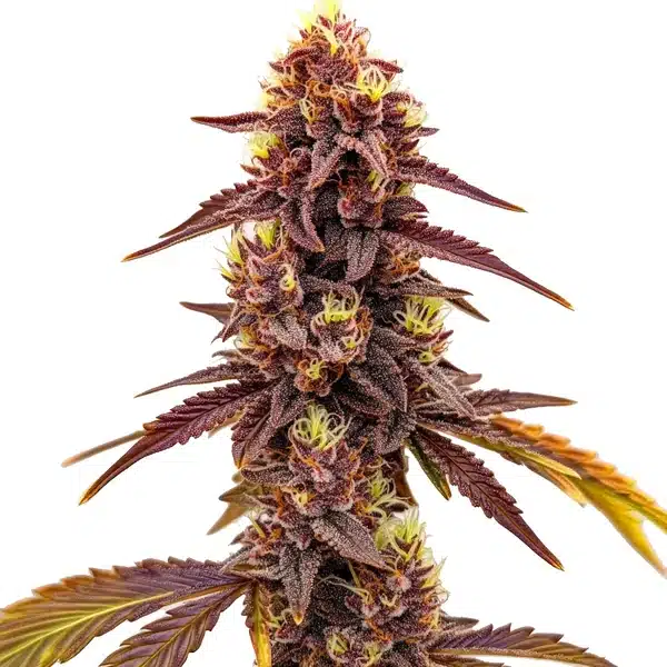 Dark Star Fast Version