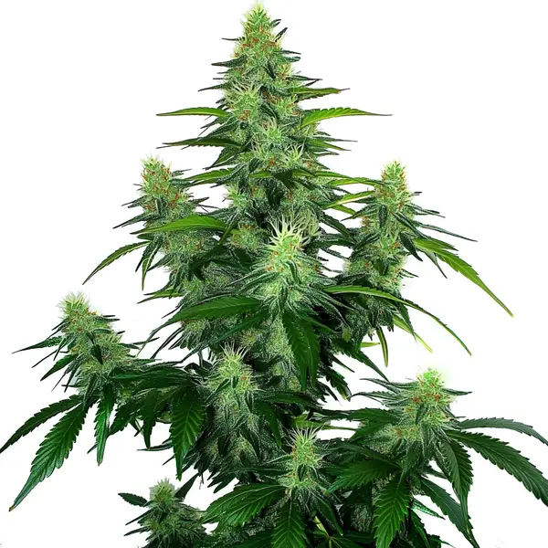 Deelite Autoflower