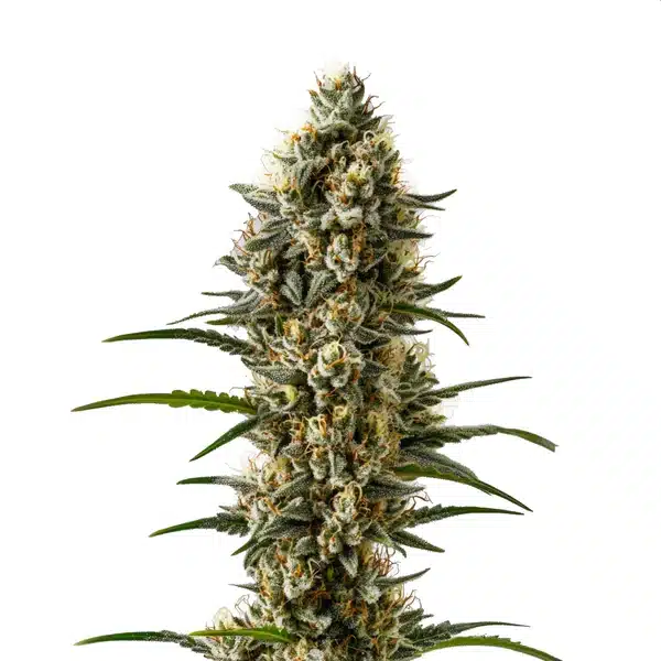 Devil XXL Autoflower