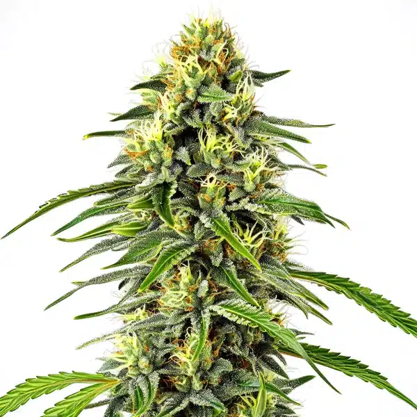 Diesel Autoflower