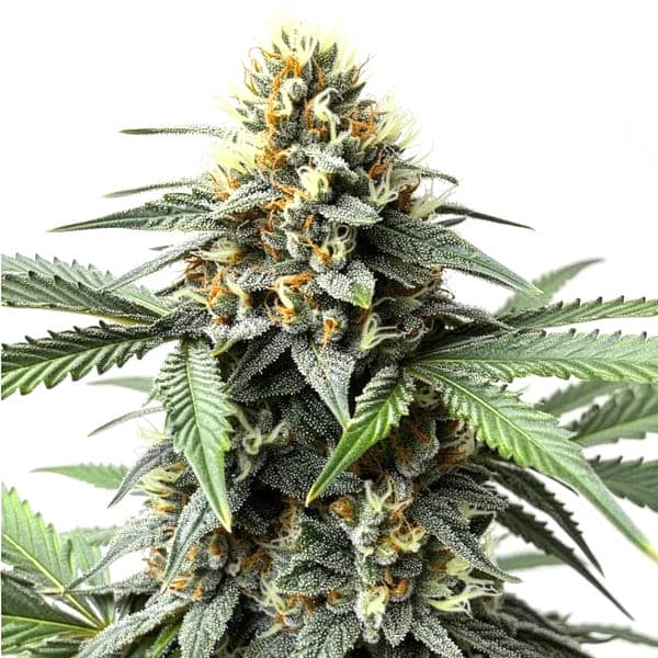 Do-Si-Dos Autoflower
