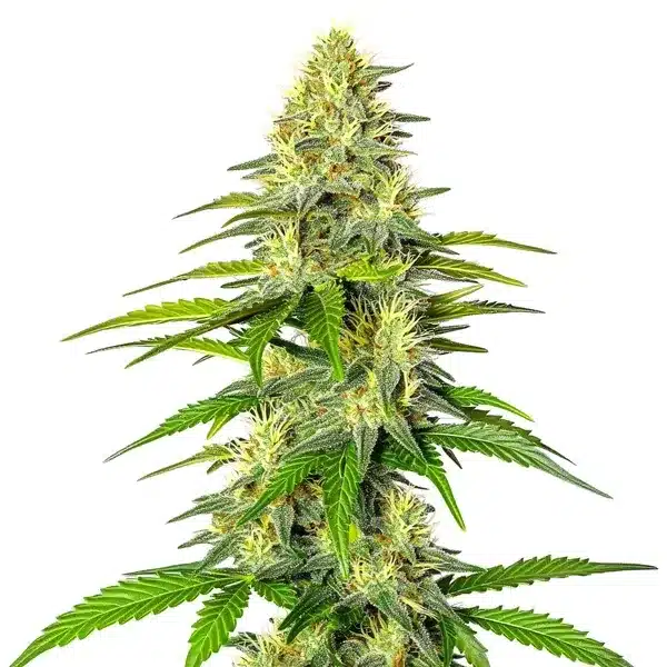 Early Skunk x Cinderella 99