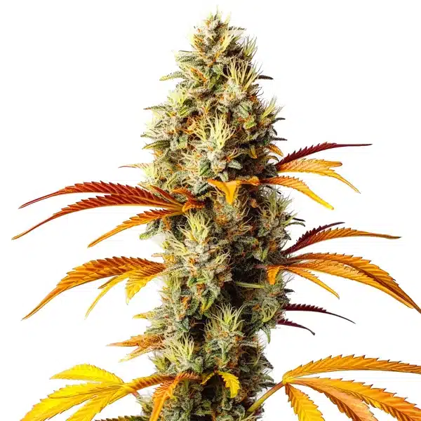 Early Skunk x Northern Lights
