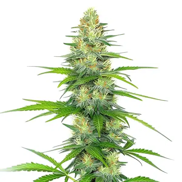Early Skunk x Rosetta Stone