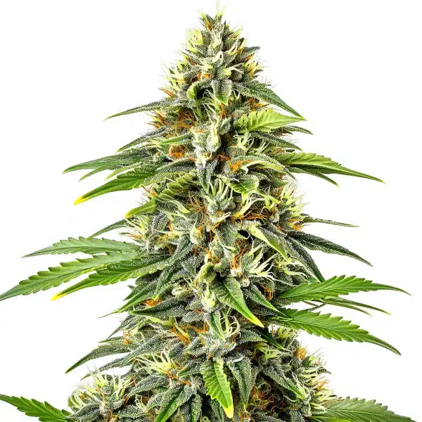 Fire Kush Auto