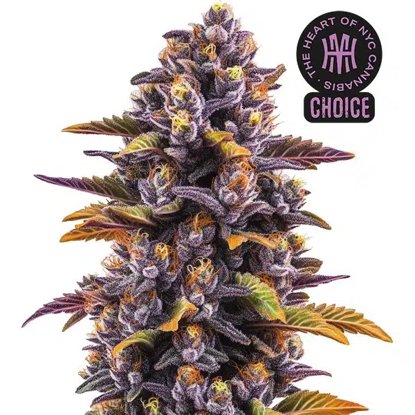 Forbidden Fruit HMC Edition