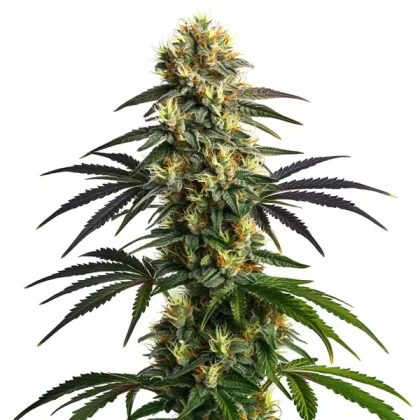 Gelato FBV