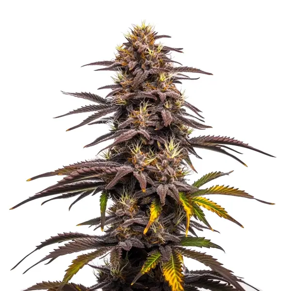 Ghost Train Haze x Pellezino