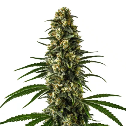 Girl Scout Cookies