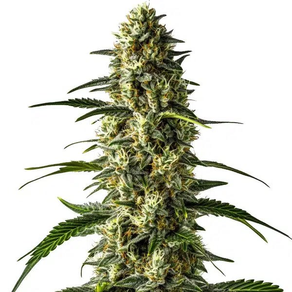 Girl Scout Cookies x Cheese