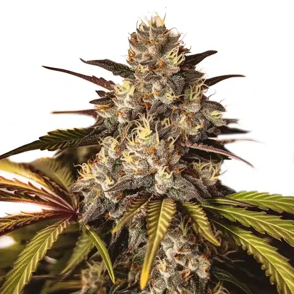 Girl Scout Cookies x Do-Si-Dos