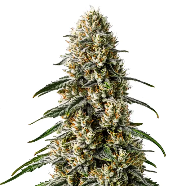 Girl Scout Cookies x Jack Herer
