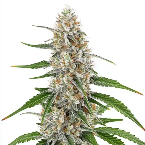 Girl Scout Cookies x OG Kush Regular