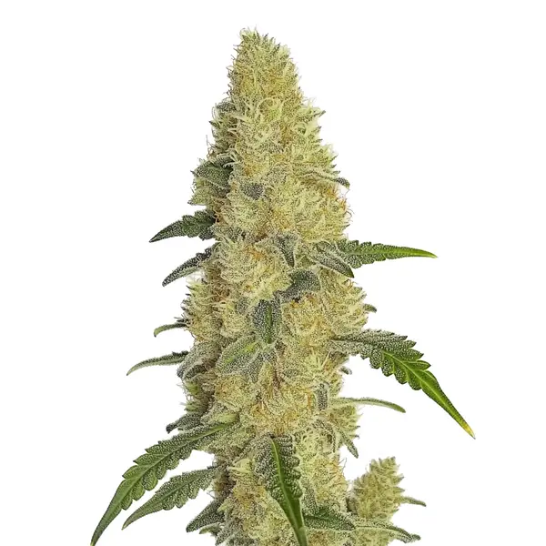GG4 Fast Version