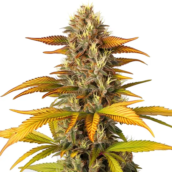 Gorilla Lemon Fire