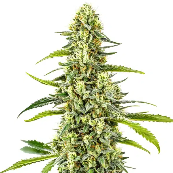 Gorilla x Tangie Regular