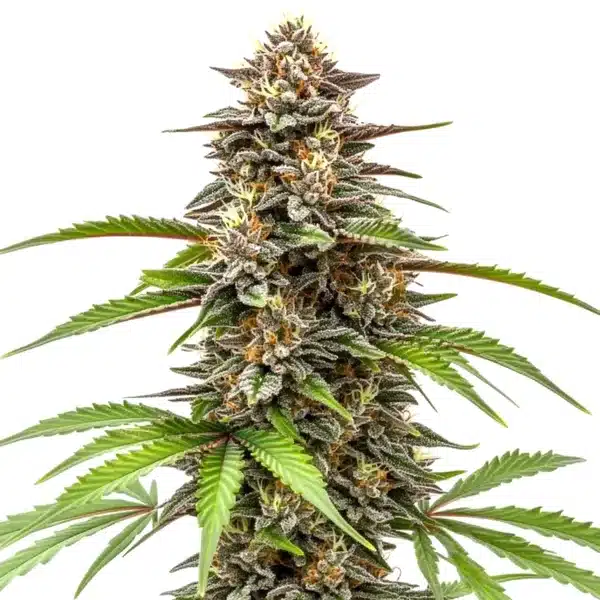 Gorilla x Z OG Auto
