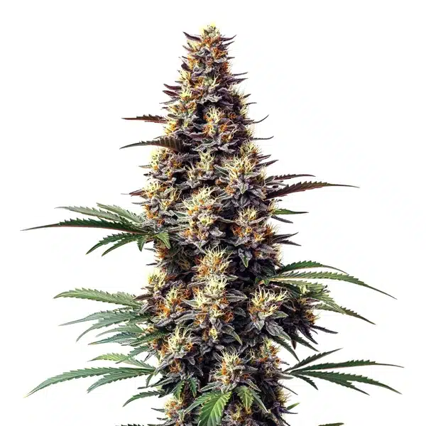 Grandaddy Black