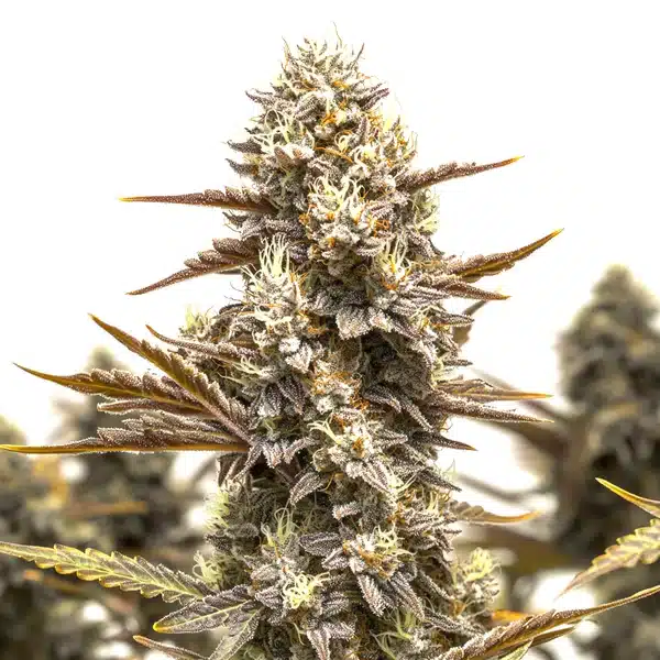 Granddady Gorilla Autoflower