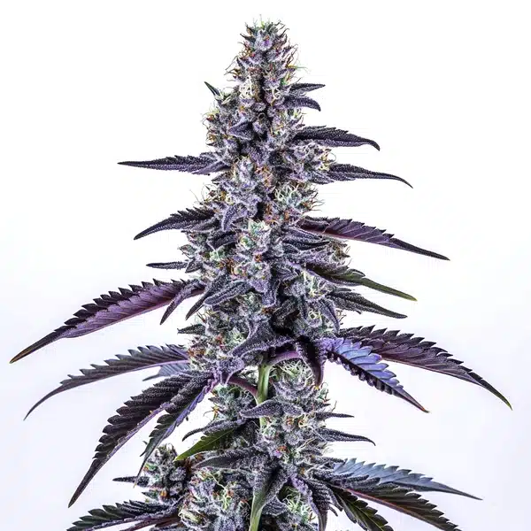 Grape Ape Autoflower