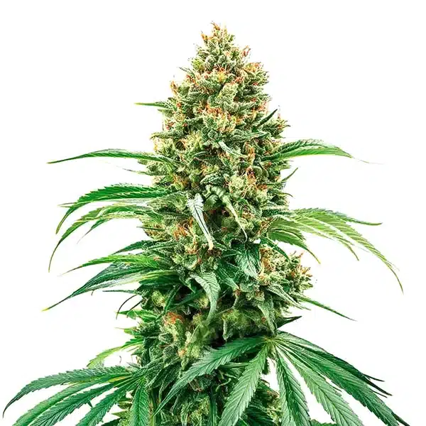Grape Killer Haze Auto
