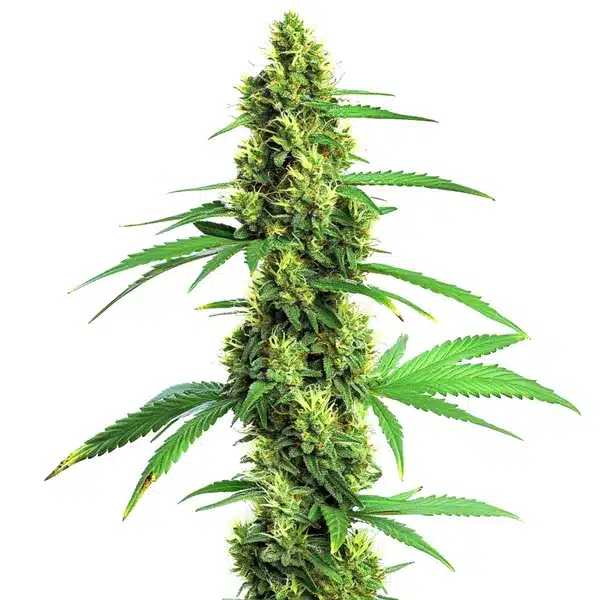 Green Crack Fast Version