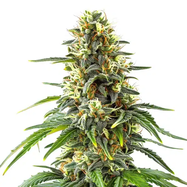 Green Crack x Amnesia Haze