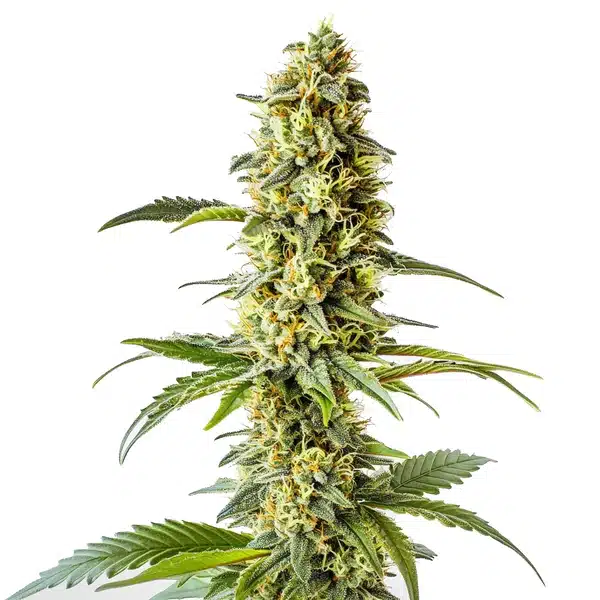 Green Crack x Core