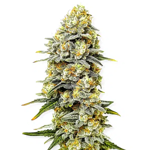 Green Crack x Do-Si-Dos