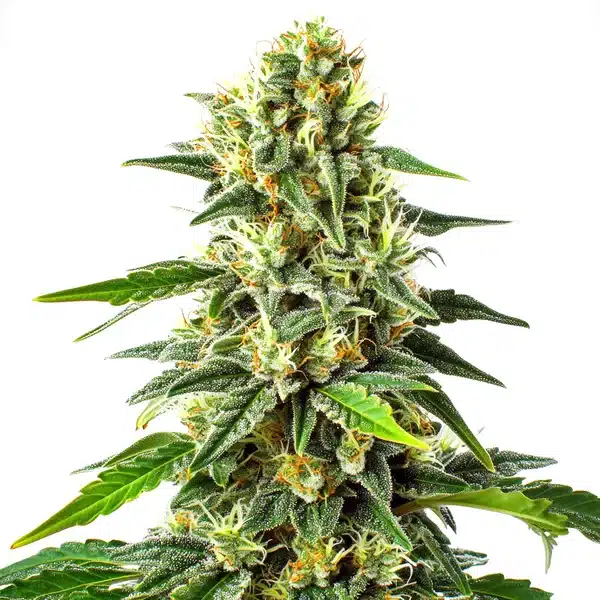 Green Crack x Somango