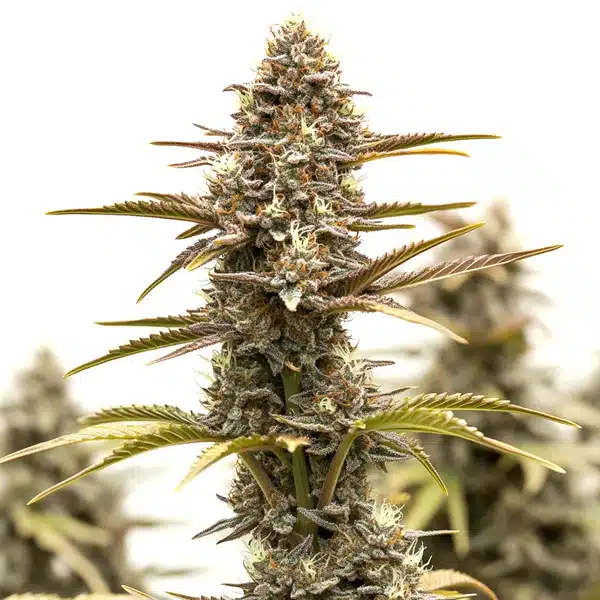 Grizzly Purple Kush