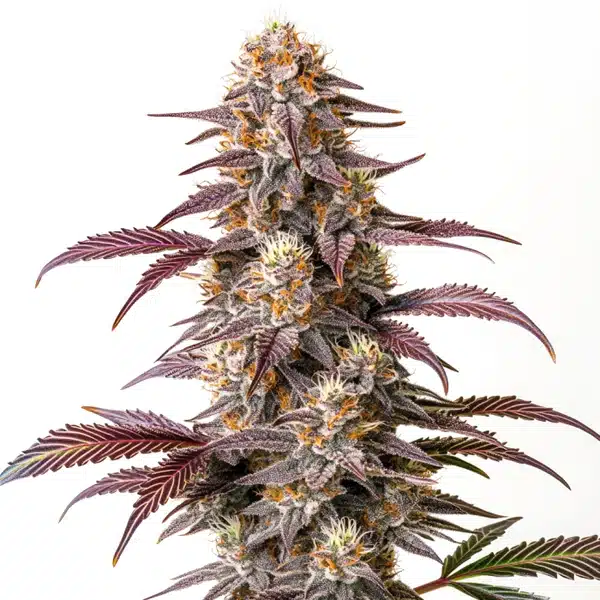 Guava Cannabis Extraction
