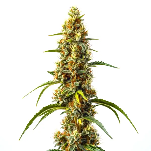 Harlequin Kimbo Kush Fast Version CBD