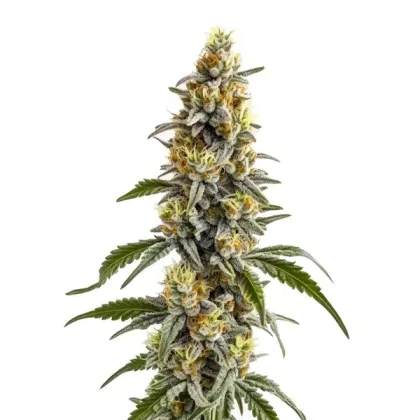 Harlequin x Bubba Kush Regular