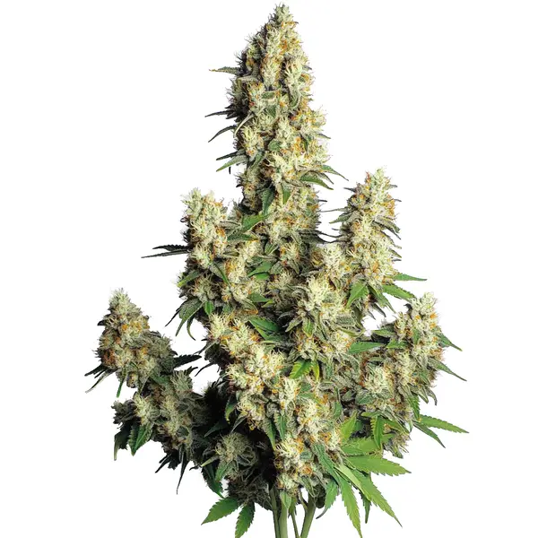 Hindu Kush Autoflower