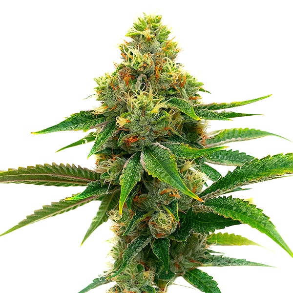 Honey Banana Cannabis Extraction