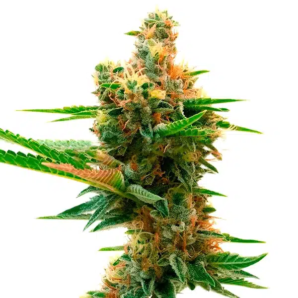 Island Sweet Skunk