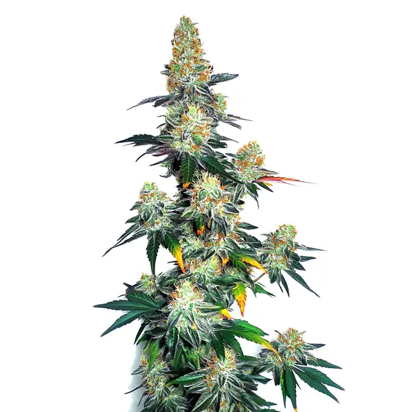 Jack Herer x GG Autoflower