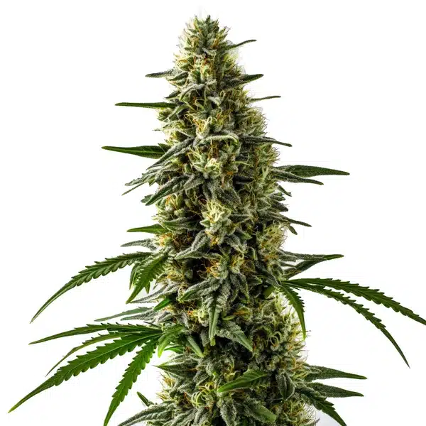 Jack Herer x Skunk