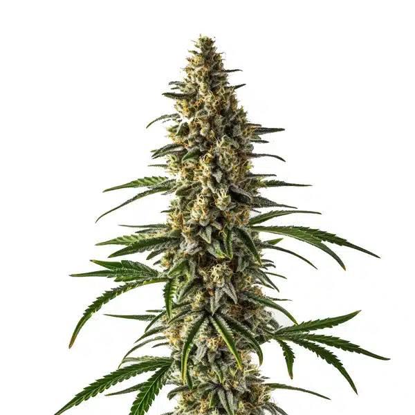 Jack Herer x Super Skunk