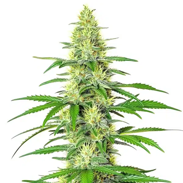 Jack Herer x White Widow Auto