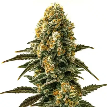Jilly Bean Regular