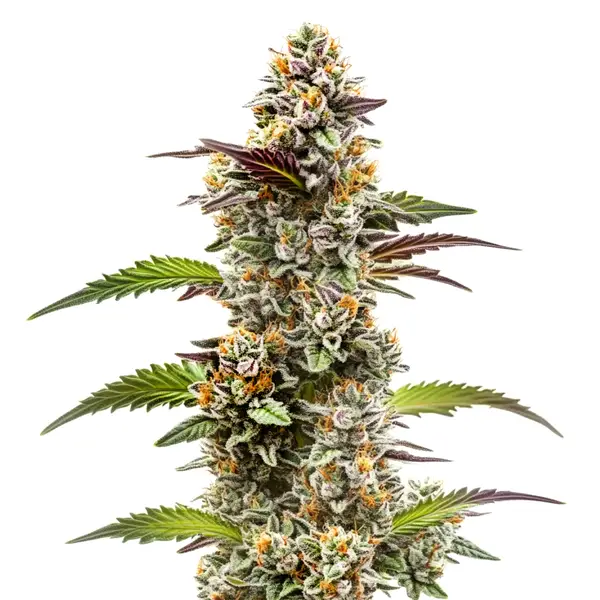 Jungle Breath