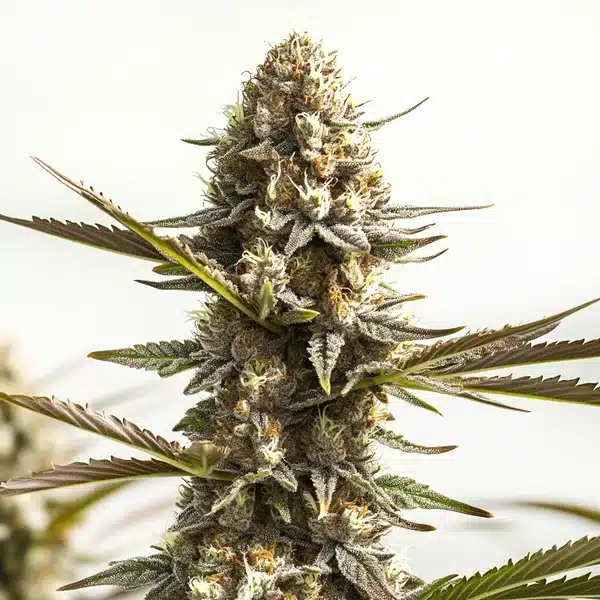 Kabrales Auto