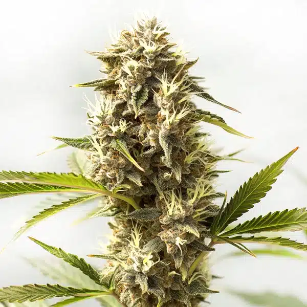Kosher Kush x Tangerine